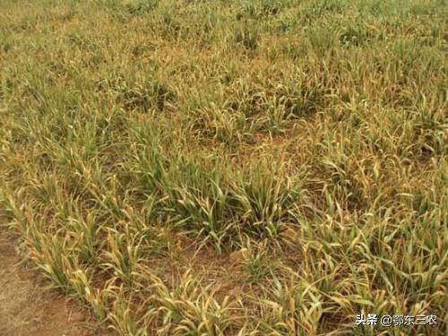 小麦穗下半截枯萎是什么原因,小麦叶片边缘枯萎是什么原因