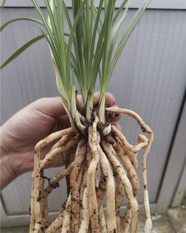 腐殖土养兰花要放肥吗,腐殖土种兰花正确方法