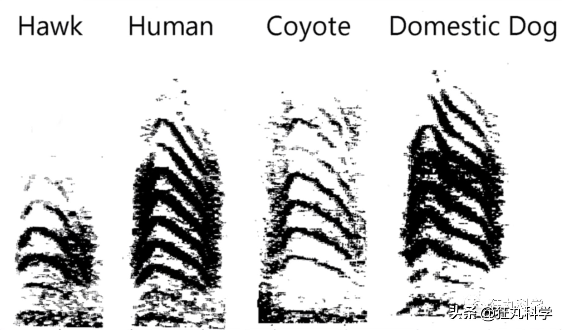 你以为土拨鼠只会尖叫？其实它可能正在骂你