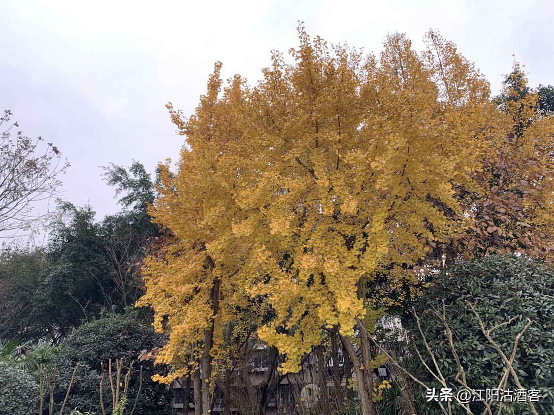 泸州城中公孙树，金装上阵为江阳，不应该错过的酒城冬季美景