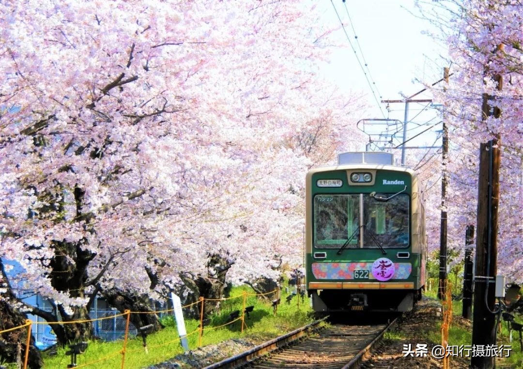 日本樱花季是八月几号,2020年日本樱花花期表