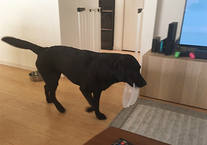 拉布拉多犬吃饭把碗吃个洞,拉布拉多叼着饭盆一脸不屑
