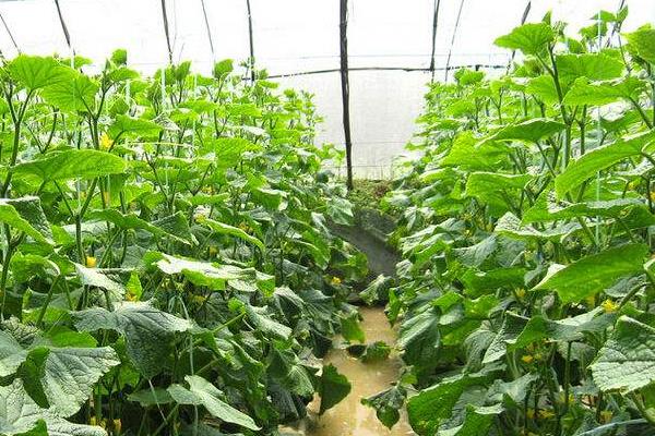 现在种植大棚蔬菜的前景,种植大棚菜风险大吗