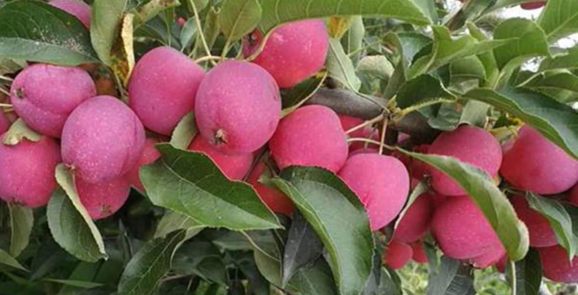 中国最新选育苹果品种,9个品种苹果