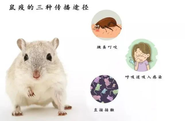 鼠疫有治疗的方法吗,鼠疫属于烈性传染病吗