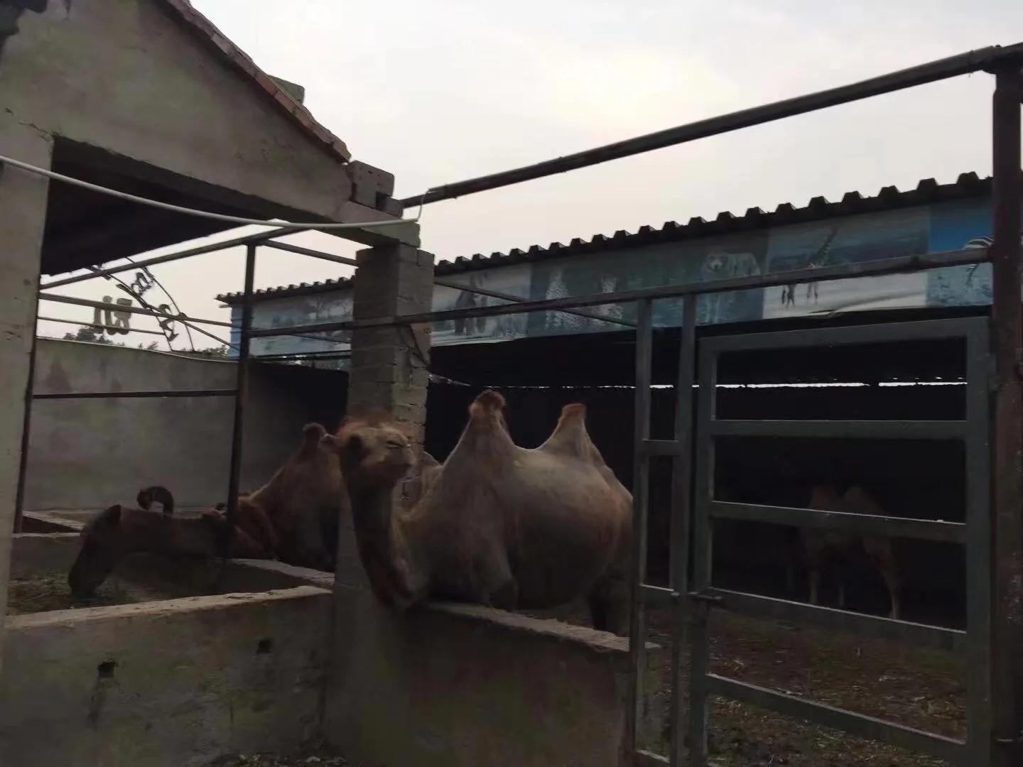 让孩子流连忘返的幼儿园,充满野趣的幼儿园
