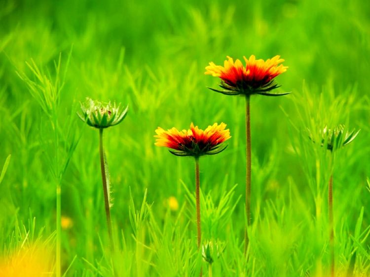 原创蝴蝶恋花,蝶恋花蝴蝶原唱