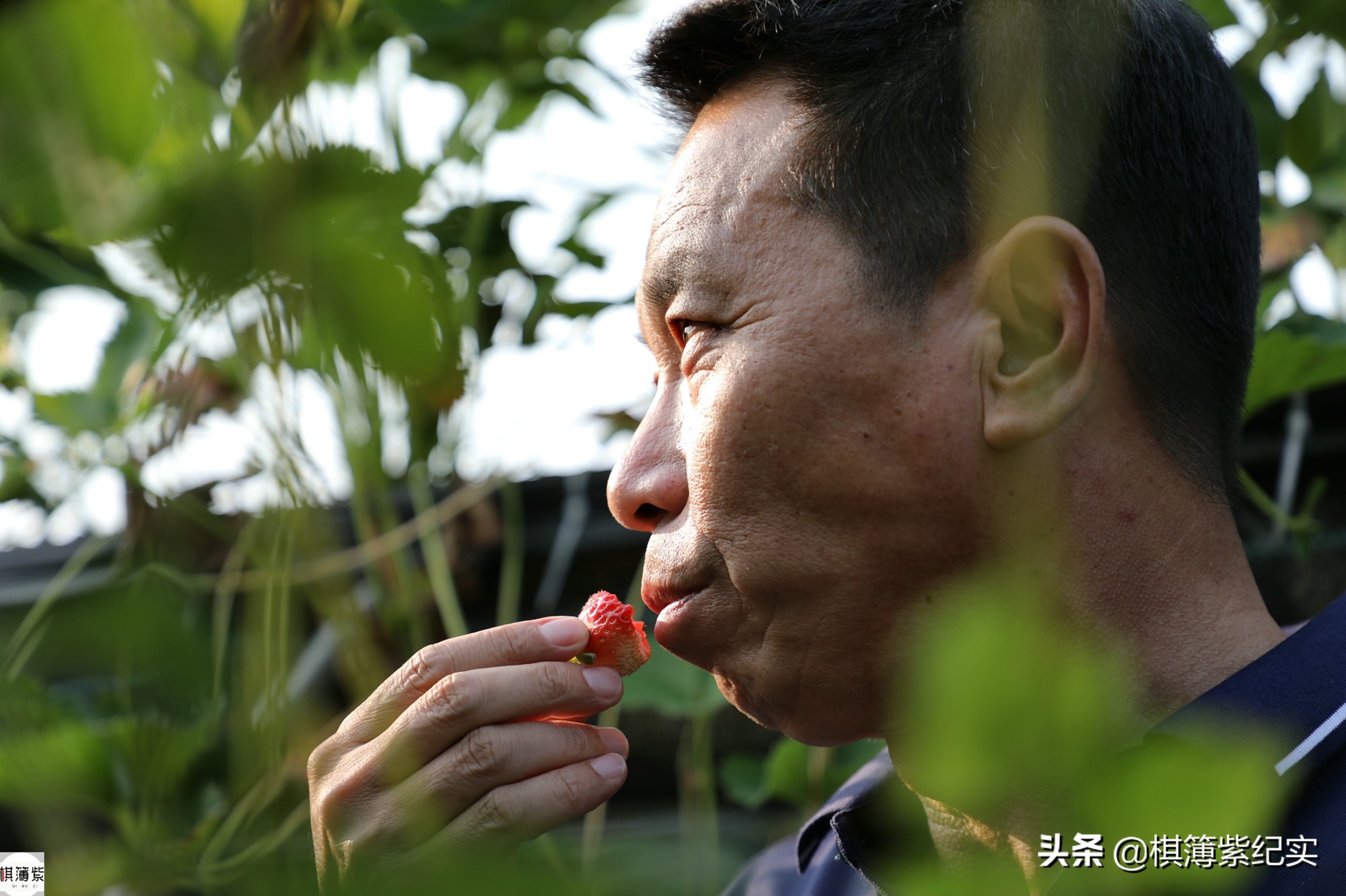 草莓王传奇：200多个大棚，实施空中草莓计划，明年手机遥控草莓