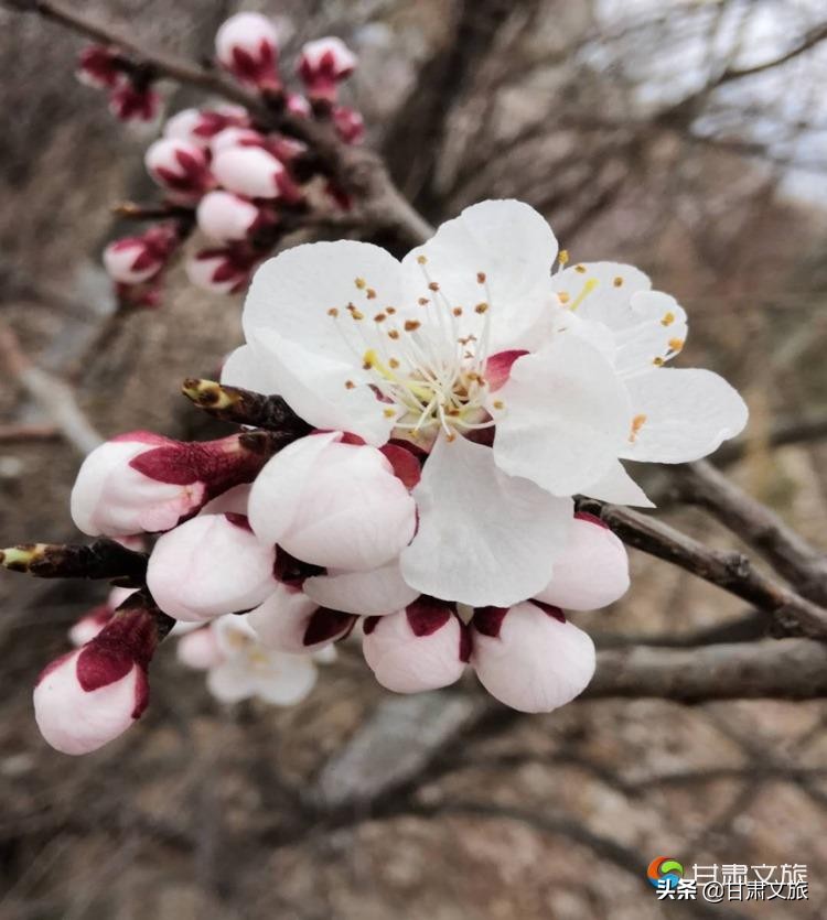 兰州市文旅主题活动,兰州文旅杯活动作品