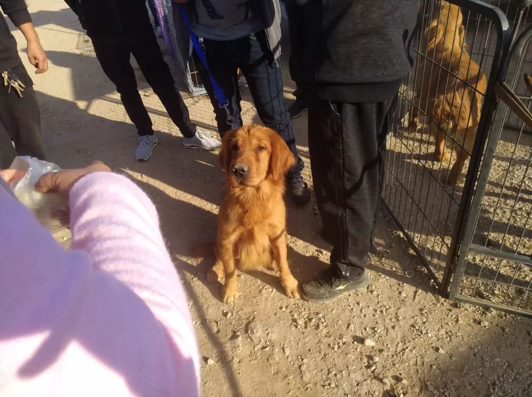 金毛小狗狗出售200元,网上卖小金毛