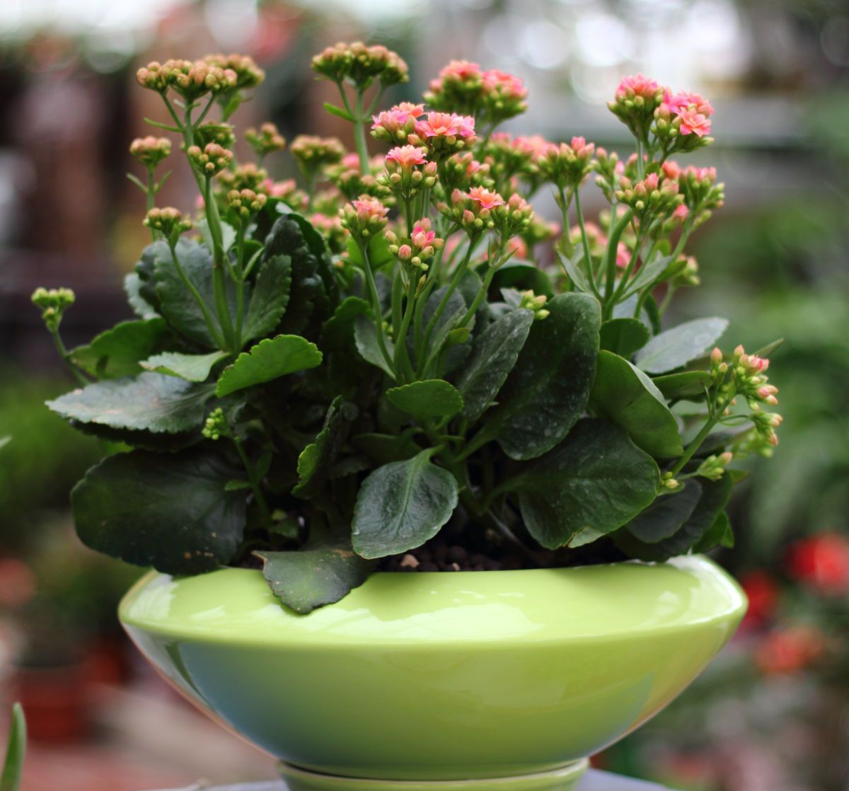 去长辈家送什么盆栽花合适,送老年人什么盆栽最好