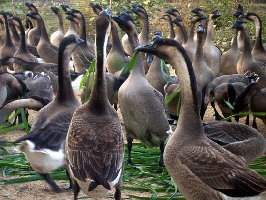 养殖乌鬃鹅每天的成本,大头鹅养殖技术大全
