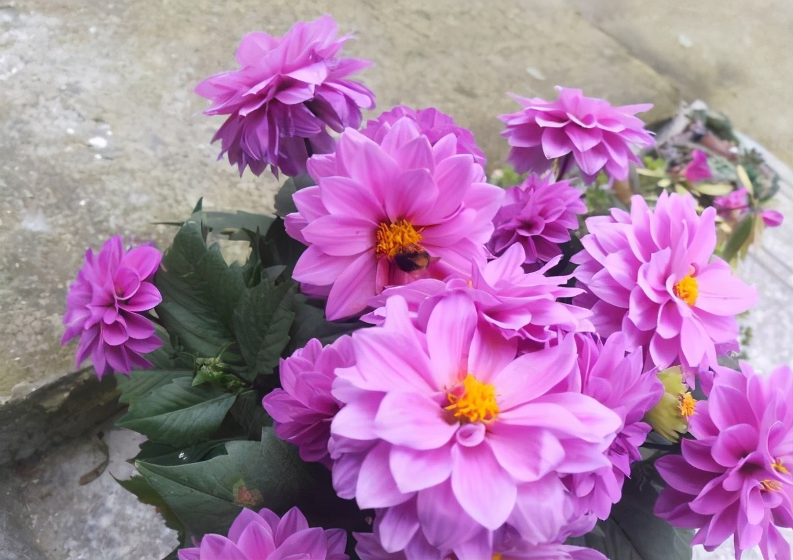 大丽花怎么养花瓶里,北方怎么养大丽花