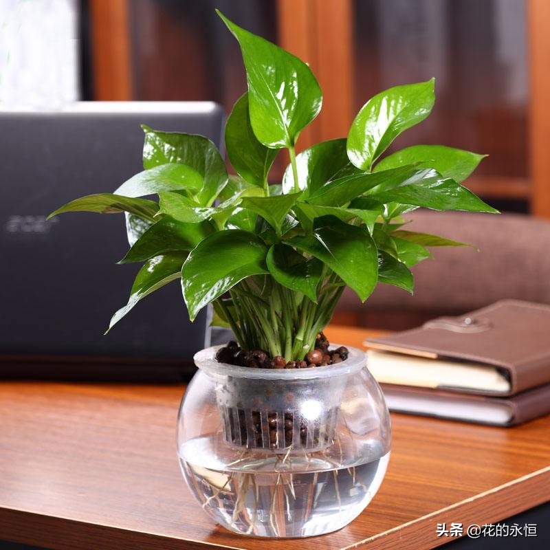 大绿萝土培改水培,水培改土培绿萝养殖方法