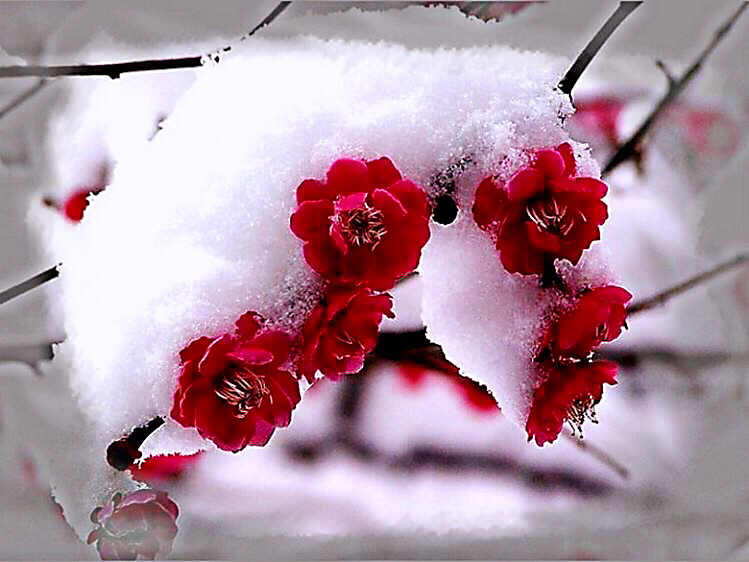 腊梅迎春绽放满园幽香扑鼻,腊梅花香清香扑鼻