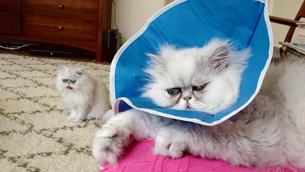 伊丽莎白圈猫咪,伊丽莎白圈有危险吗