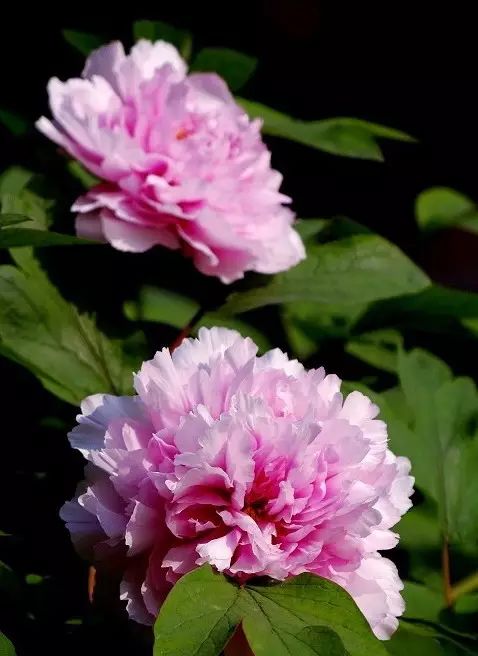 中国十大名花惊艳千年,中国十大名花美极了