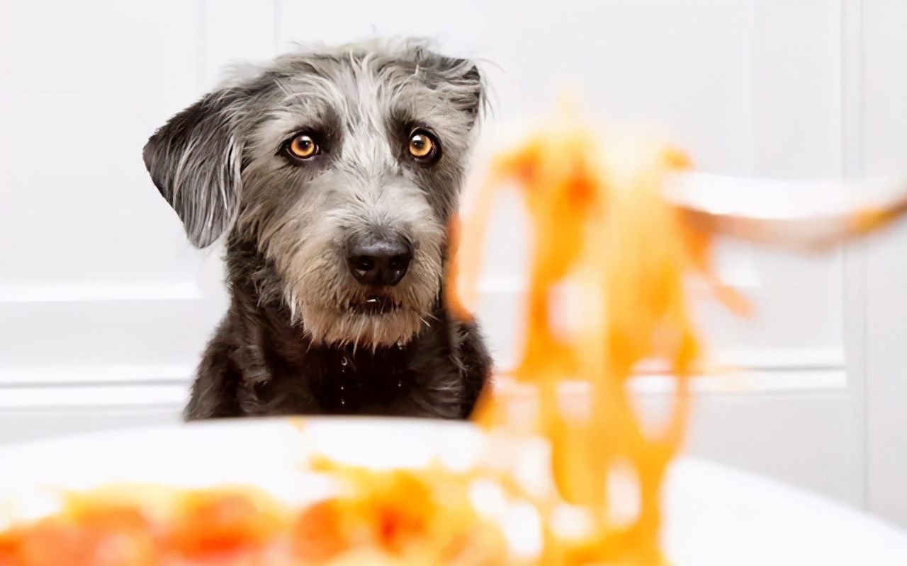 狗狗挑食特别严重怎么办,狗狗挑食最多能饿几天