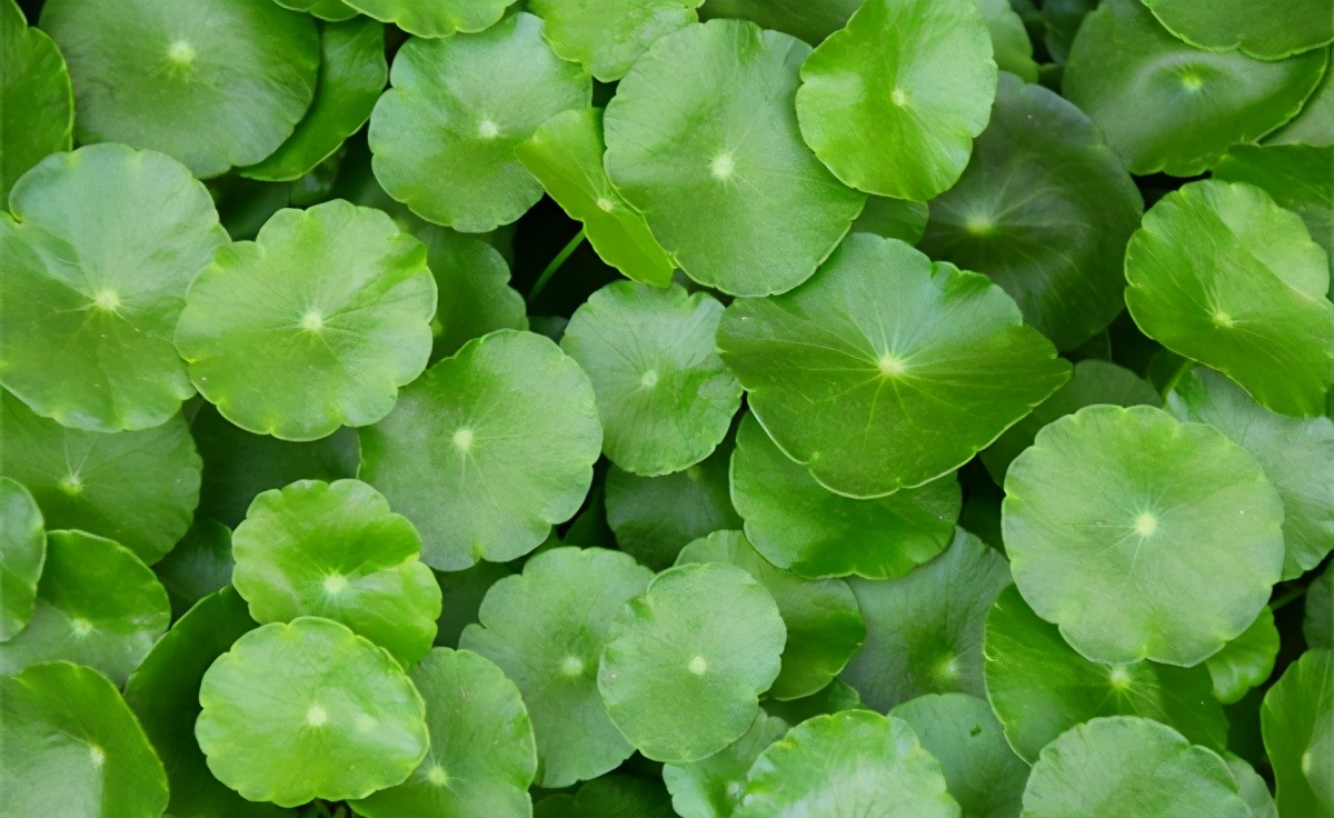 爽肤水推荐油皮痘肌科颜氏,科颜氏保湿爽肤水评测