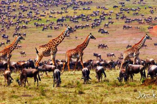 圣经灭世洪水讲解,圣经中的挪亚和洪水