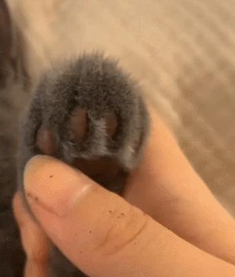 “我半夜不小心摸了猫的肛门腺，被臭到当场裂开！”