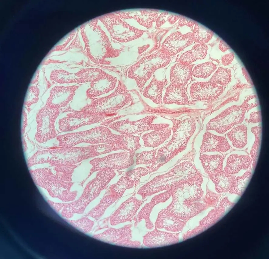 医学生学习打卡做题,医学生学习成果检验视频