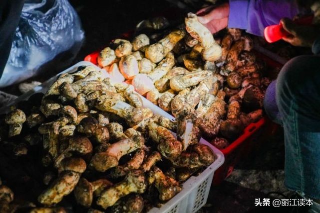 疯狂的松茸,疯狂的野生菌