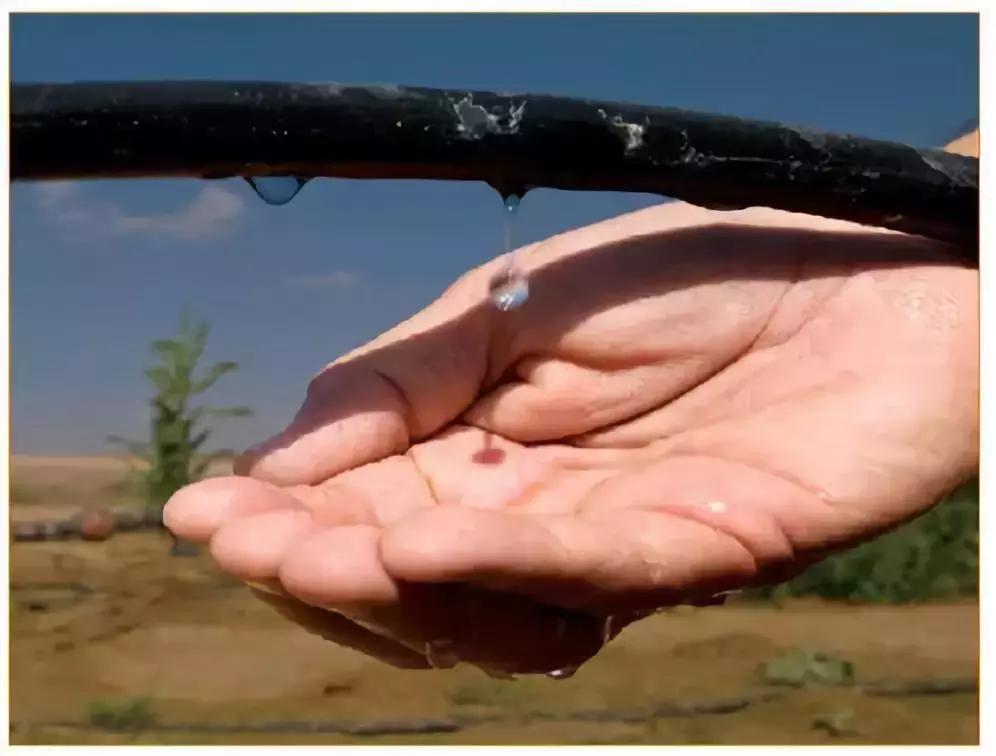 柑橘喷灌好还是滴灌好,喷灌和滴灌对柑橘的影响