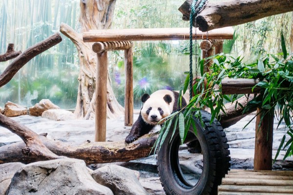 广州长隆旅游攻略自由行详细,广州长隆五一节3天2夜亲子游攻略