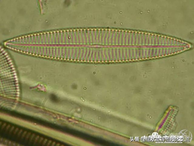 100种水产藻类,水产藻类图谱及名称