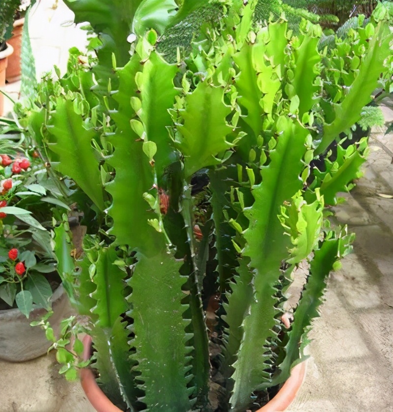 院子镇宅最吉利的三种花,新宅买什么花寓意好