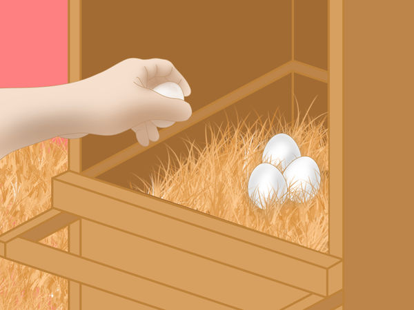 怎么防止鸡吃自己生的鸡蛋,防止鸡吃自己生的蛋的小妙招
