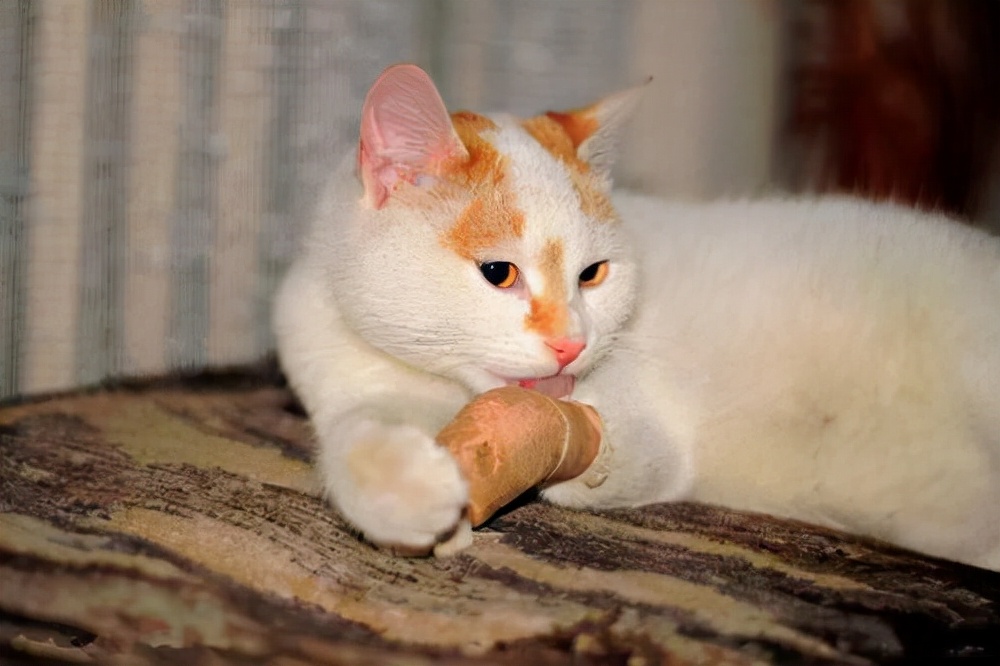 猫咪日记：猫咪伤口化脓了怎么处理