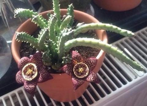 家里的盆栽花发臭该怎么办？自制4种香味肥，用了没异味