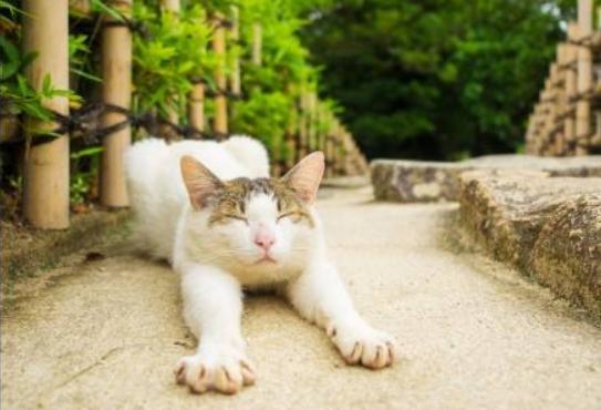 猫毛会被婴儿吸进肺部吗,家人对猫毛过敏能养猫吗