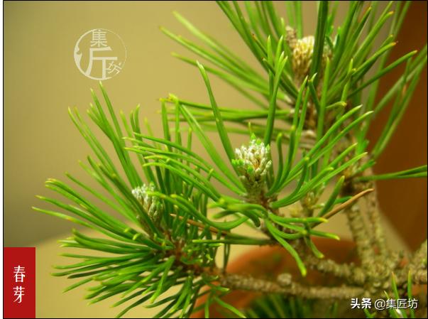 怎么养黑松盆景,触类旁通的正确用法