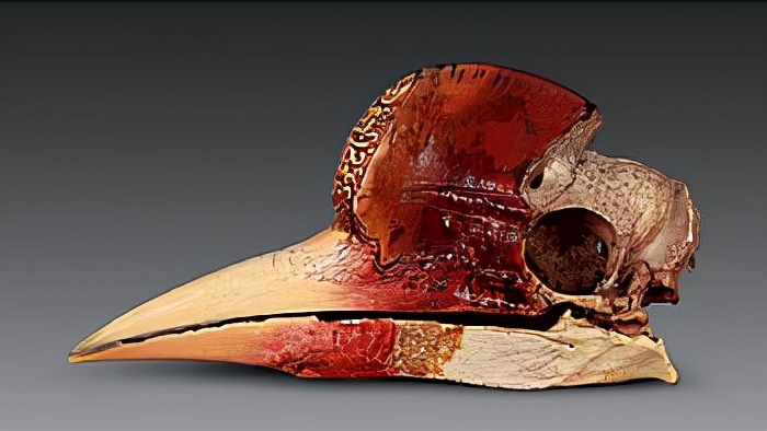 头骨最值钱鸟,头骨很珍贵的鸟