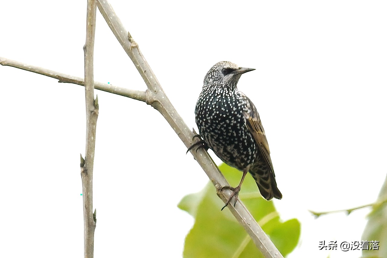 「10.13」北京沙河观鸟日记：收获长尾山椒鸟与中华攀雀