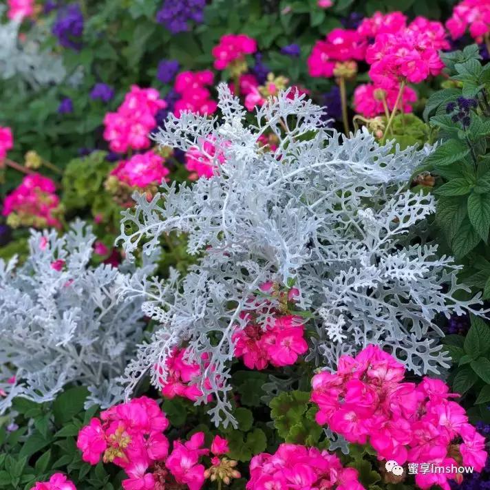 走进爱丽丝梦游仙境,爱丽丝梦游仙境绝美森林