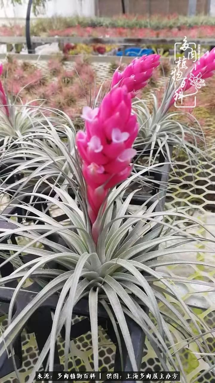 2023多肉展会直播,2023上海多肉植物展