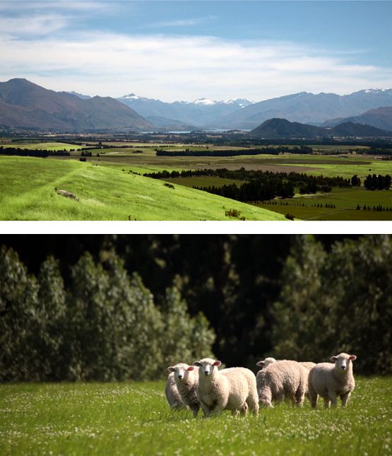 澳洲奶粉骗局揭秘,澳洲奶粉的十大谣言
