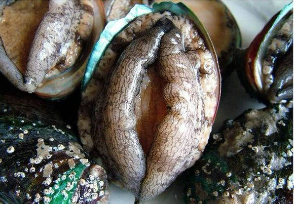 海鲜大全,最全海鲜冷知识