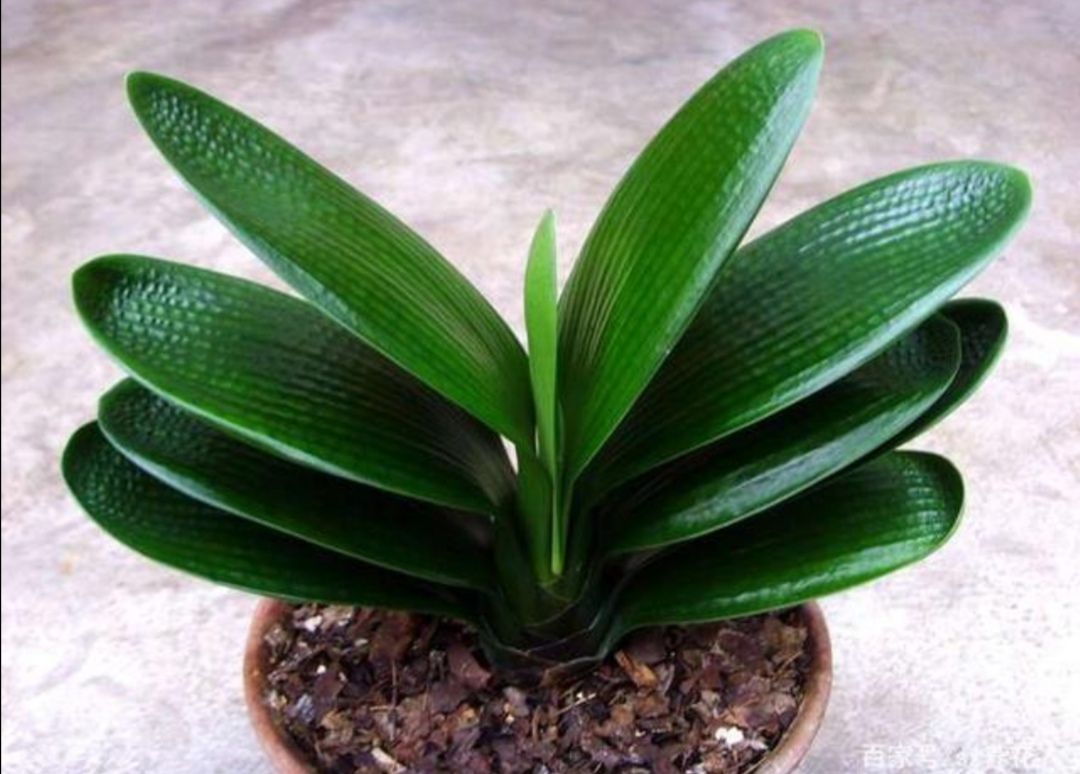 君子兰叶子少软蔫了咋办,君子兰叶子瘦怎么办