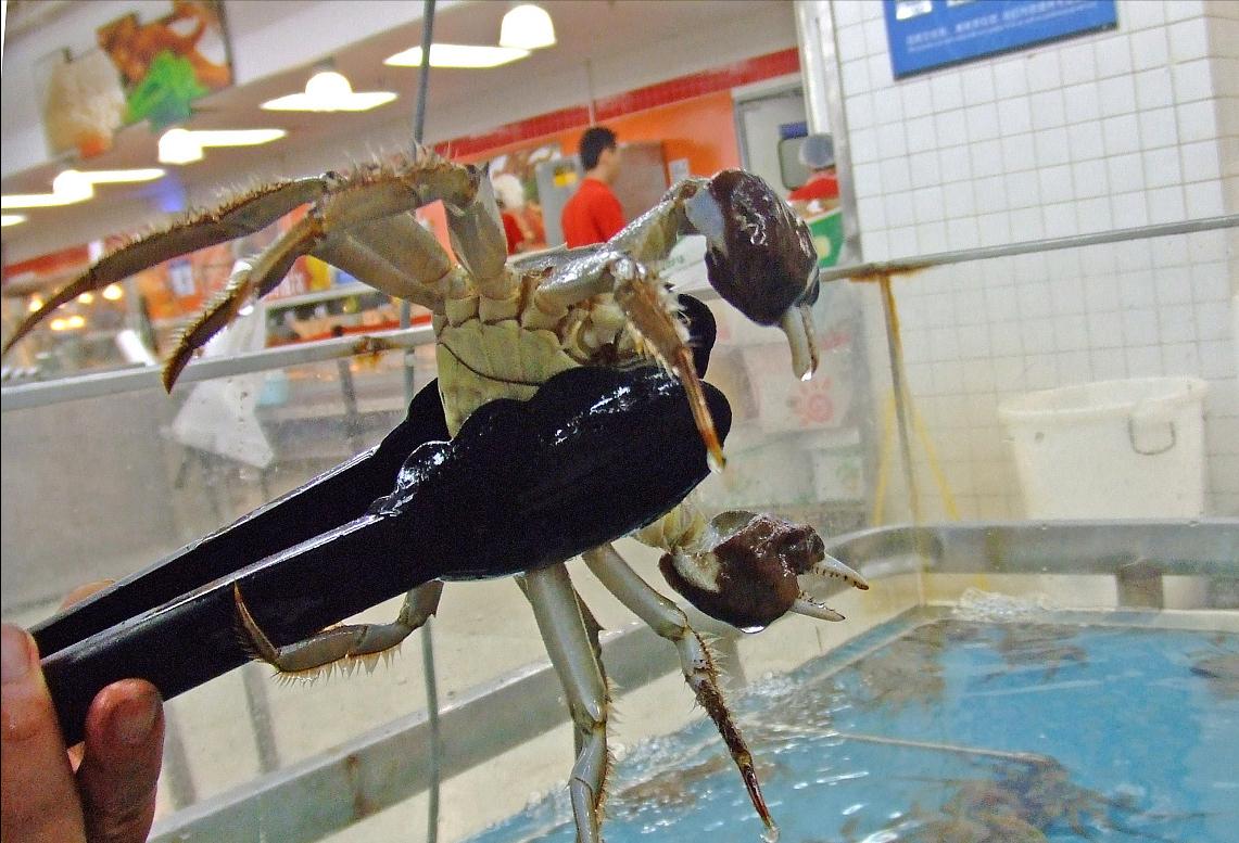 螃蟹公蟹怎么挑选才是正确的,螃蟹怎么选择公蟹还是母蟹好