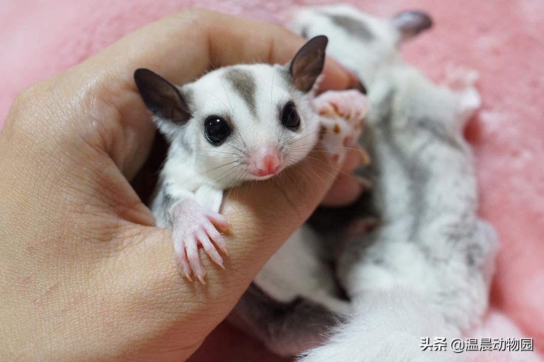 蜜袋鼯为什么不建议饲养,正确蜜袋鼯的饲养方法