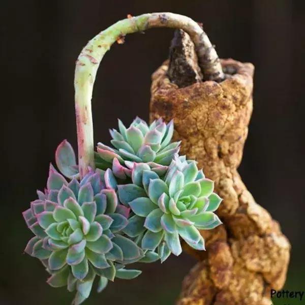 43岁大叔六年养多肉,大叔养各种各样的多肉