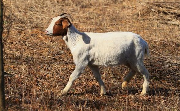 羊病了打什么针最有效,羊生病了自己怎么治病