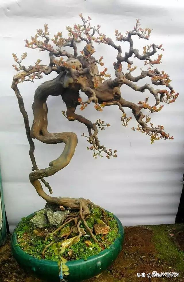 以根代杆下细上粗式盆景图片,各种老根盆景