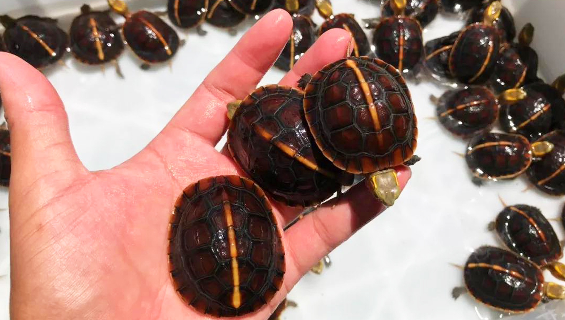 黄缘龟闭壳怎么办,黄缘闭壳龟经营方法