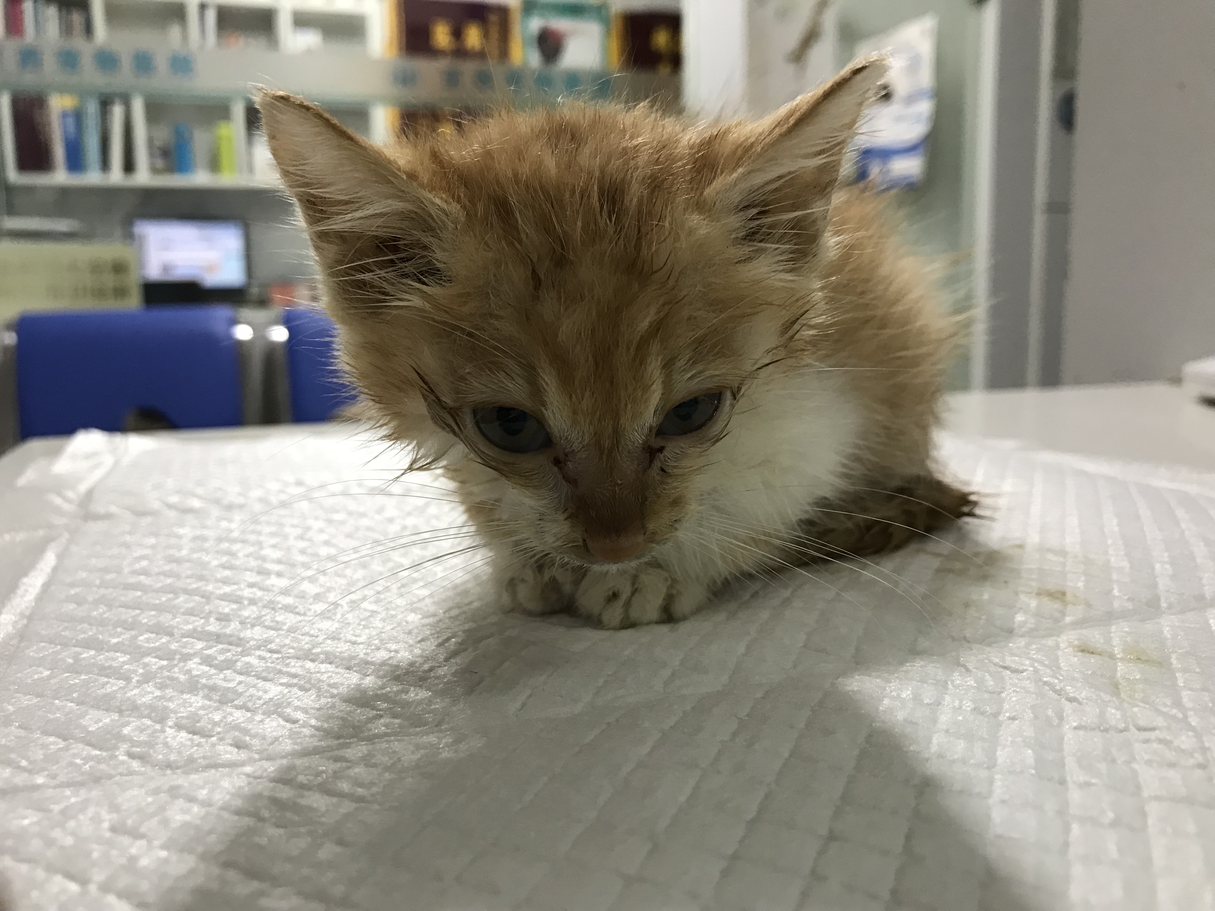 吸猫的科学依据来了,教你如何获得一只猫